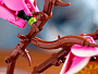 Конструкторы LEGO Icons 11510 Ветви магнолии, фото 13