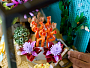 Конструкторы LEGO Icons 10366 Тропический аквариум, фото 4